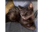 Adopt Sheldon a Domestic Medium Hair