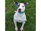 Adopt Martini a Pit Bull Terrier