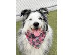 Adopt Tucker a Australian Shepherd, Mixed Breed