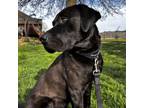 Adopt Zues a Black Labrador Retriever