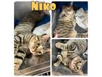 Adopt Niko - PetSmart a Domestic Short Hair