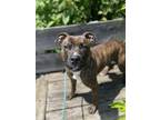 Adopt Adam a Pit Bull Terrier, Mixed Breed