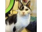 Adopt Pepper: Regal Resident, Adoption Fees Waived! a Domestic Short Hair