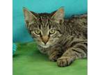 Adopt Dan a Domestic Short Hair