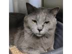 Adopt Bender a Domestic Short Hair