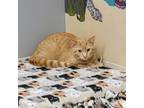 Adopt Flashlight a Domestic Short Hair