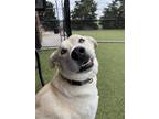 Adopt Blaze a Anatolian Shepherd, Mixed Breed