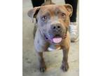 Adopt Ralphy a American Staffordshire Terrier, Mixed Breed