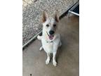 Adopt River a German Shepherd Dog, Mixed Breed