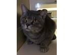 Adopt Ted a Domestic Short Hair