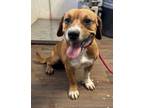 Adopt Reed a Terrier