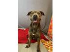 Adopt Jelly Roll a Pit Bull Terrier