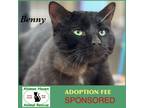 Adopt Benny a Domestic Short Hair