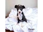 Adopt Pongo a Terrier, Mixed Breed