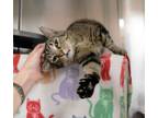 Adopt Cheerio a Domestic Short Hair