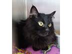 Adopt Zlatan a Domestic Long Hair, Domestic Short Hair