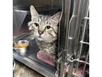 Adopt Steve Harvey ~Purina~ a Domestic Short Hair