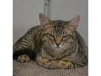 Adopt Hoover a Domestic Short Hair
