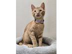 Adopt Big Kahuna a Domestic Short Hair