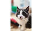 Adopt Tom a Domestic Short Hair