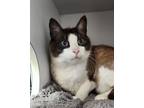 Adopt Jerry a Snowshoe