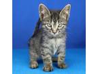 Adopt Taylor- 050118S a Domestic Short Hair