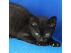 Adopt Toby- 050115S a Domestic Short Hair