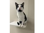 Adopt Butterbeer a Domestic Short Hair