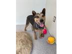 Adopt Carson (New Arrival) a Cattle Dog