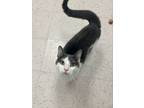 Adopt Gatorade a Domestic Short Hair