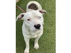 Adopt FOREST a Pit Bull Terrier, Mixed Breed