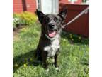 Adopt Rodeo--In Foster a Australian Cattle Dog / Blue Heeler