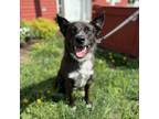Adopt Rodeo--In Foster***ADOPTION PENDING*** a Australian Cattle Dog / Blue