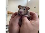 Adopt Waffle a Hamster