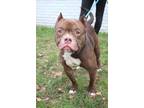 Adopt Bronx a Pit Bull Terrier