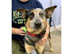 Adopt Tanner a Australian Cattle Dog / Blue Heeler, Mixed Breed