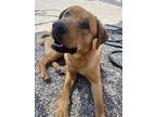 Adopt Bentley a Shepherd