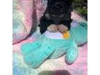 Lhasa Apso Puppy for sale in Altoona, PA, USA