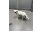 Adopt ODIE a Poodle