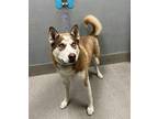Adopt TENNESSEE WHISKEY a Siberian Husky