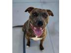 Adopt MASLOW a Pit Bull Terrier, Mixed Breed