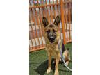 Adopt BURGER KING a German Shepherd Dog