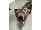 Adopt CHEDDAR a Pit Bull Terrier