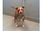 Adopt COFFEE BEAN a Pit Bull Terrier