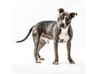 Adopt Chevy a Pit Bull Terrier, Mixed Breed