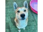 Adopt TOBIAS a Cattle Dog