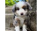 Miniature Australian Shepherd Puppy for sale in Sandy Hook, KY, USA