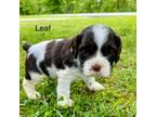 Cocker Spaniel Puppy for sale in Sandy Hook, KY, USA