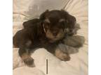 Schnauzer (Miniature) Puppy for sale in Keyser, WV, USA