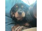 Cavalier King Charles Spaniel Puppy for sale in Milwaukee, WI, USA